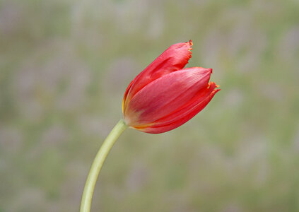 One red tulip photo