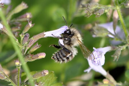 Bloom close up honey bee photo