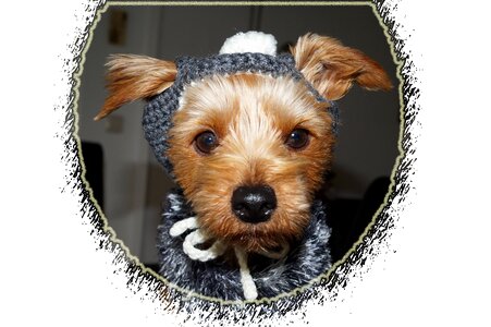 Clothing yorkshire terriers terrier photo