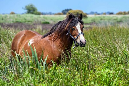 Animal beautiful photo brown photo