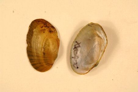 Epioblasma capsaeformis-1