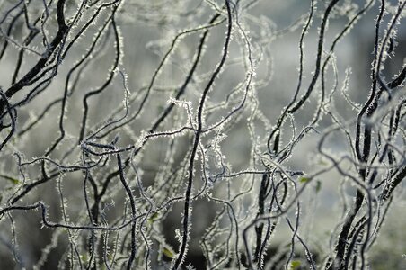Branches aesthetic frost photo