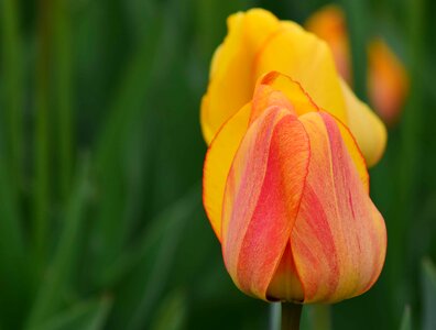Beautiful Flowers bloom blooming