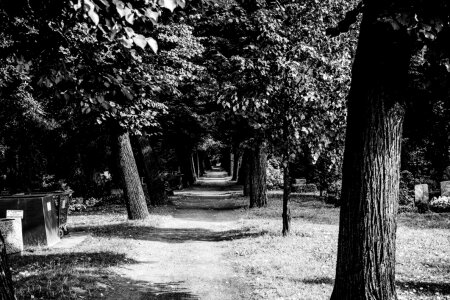 Black &#038; White Forest Walk Free Photo photo