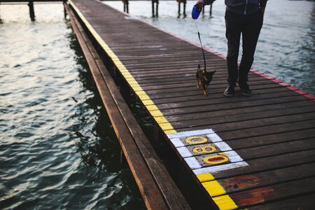 Dog animal pier photo