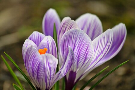 Beautiful beautiful flowers beautiful image photo