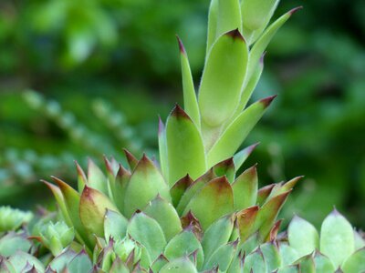 Engine stalk leaves