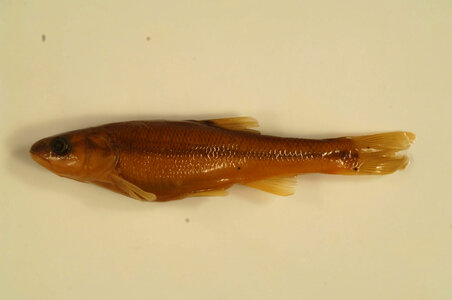 Semotilus atromaculatus-1