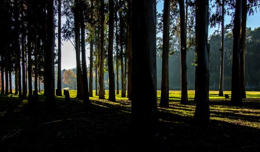 Autumn autumn season backlight photo