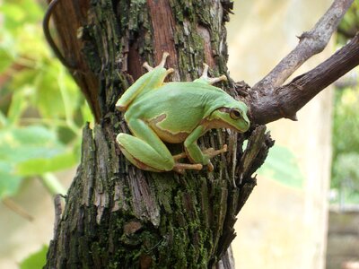 European Treefrog - Boomkikker photo