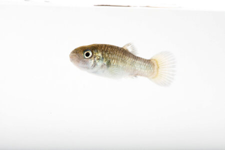 Devils Hole Pupfish in captivity-1