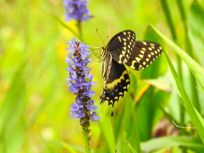Palamedes Swallowtail on a wildflower