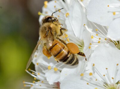 Apis mellifera pollen