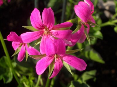 Flower geranium pink flower photo