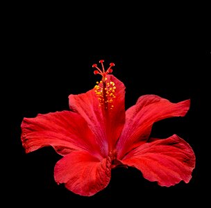 Flower red marshmallow photo