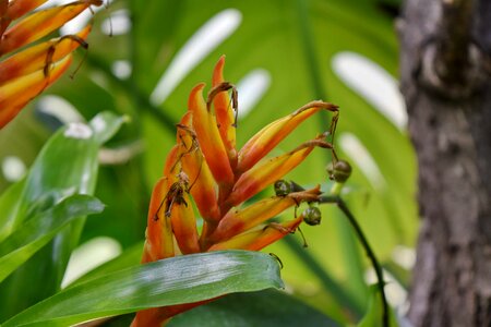 Beautiful Flowers exotic rain forest