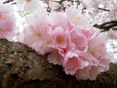 Bloom spring cherry blossom photo