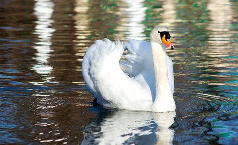Pond swim beautiful