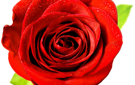 Red rose