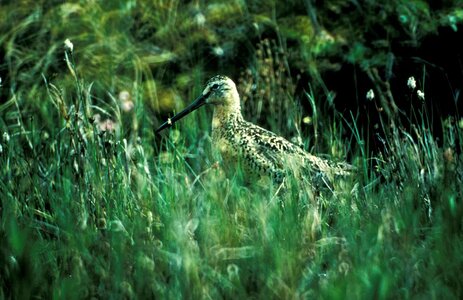 Bird grass plants 