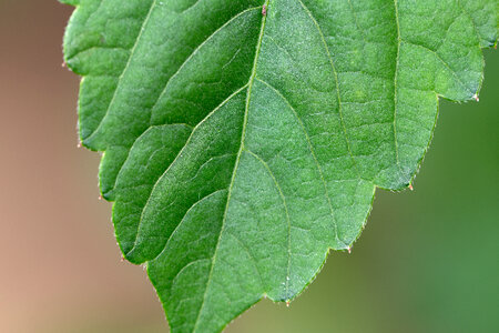Green Leaf Macro photo