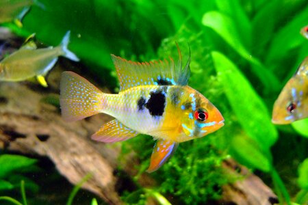 Fish freshwater fish karpfenfisch photo