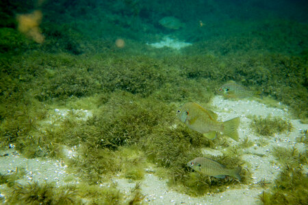 Redear sunfish-3