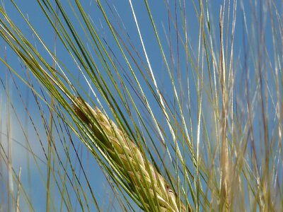 Nourishing barley close up cereals photo