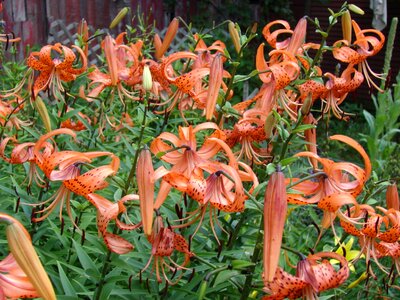 Flower orange garden