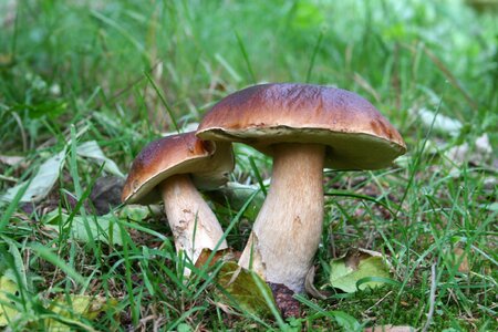 Forest cep chestnut photo