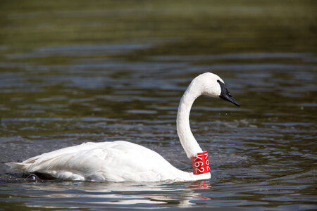 Adult Trumpeter Swan with tag
