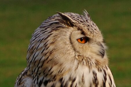 Eurasian eagle siberian owl lighted eyes feather photo