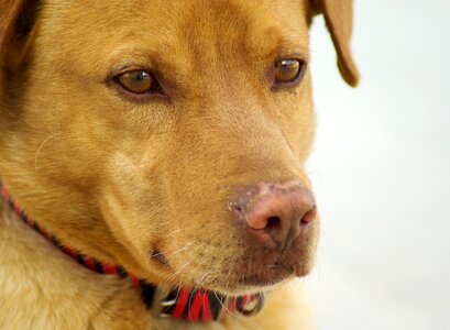 Watchdog vigilant pet