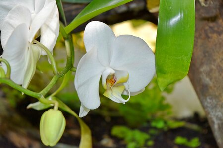 Beautiful Flowers orchid rain forest