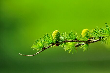 Twig nature conifer