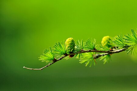 Twig nature conifer photo