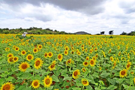 Yellow sunflowers agriculture photo