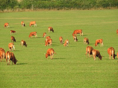 Pasture graze cattle