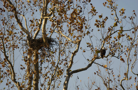 NCTC Eagle perched on branch near nest photo