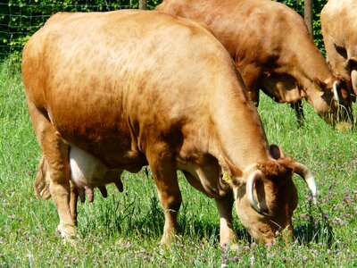 Creature cattle horns