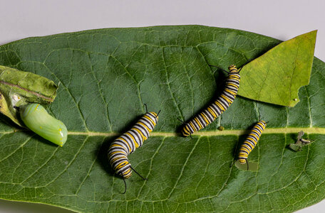 Stages of Monarch caterpillar development