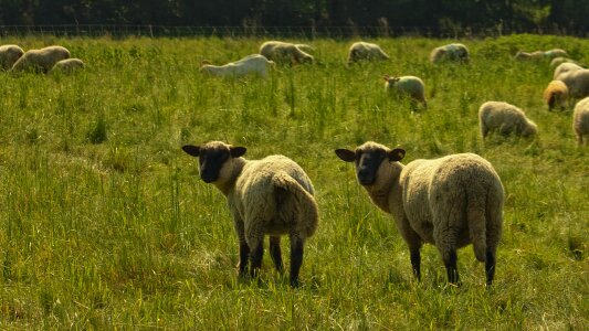 Nature sheep pasture