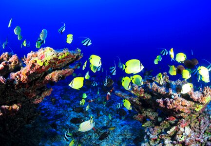 Ocean underwater coral photo