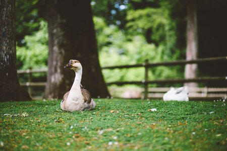 White & Brown Goose on Grass photo