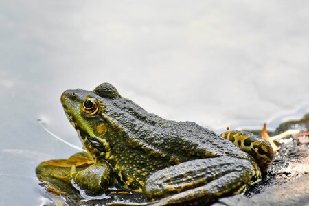 Endangered Species endemic frog photo