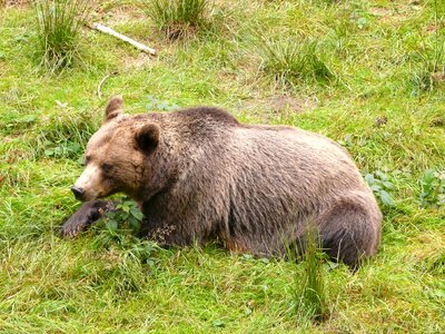 Animal bear brown bear photo