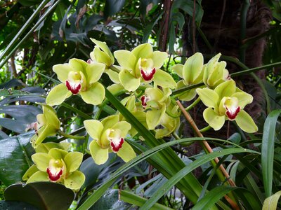 Tropical exotic yellow green