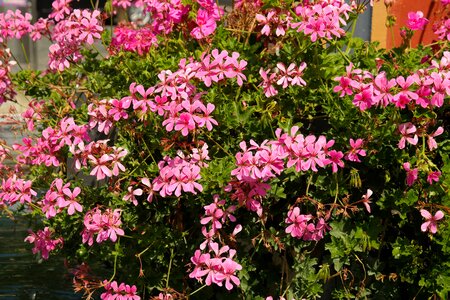 Ornamental plant balcony plant pelargonium peltatum hybrid