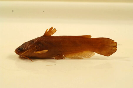Ameiurus natalis-1