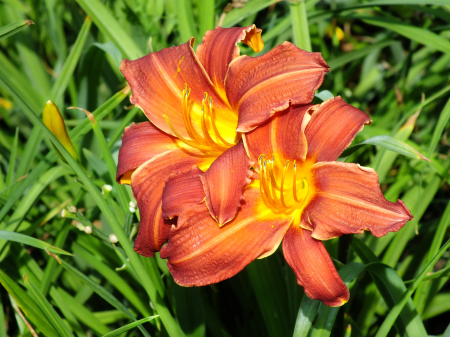 Flowers summer beautiful